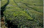 Tea plantation - Camelia cinensis