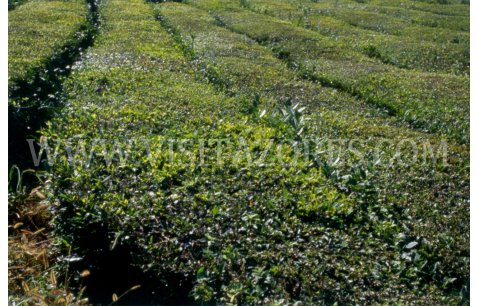 Tea plantation - Camelia cinensis