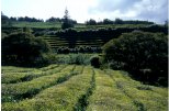Tea plantation- Camelia cinensis