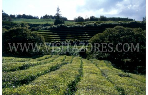 Tea plantation- Camelia cinensis