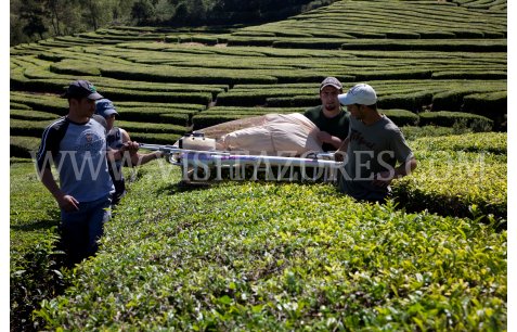 Harvest of Gorreana Tea