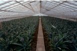 Pineapple plantations