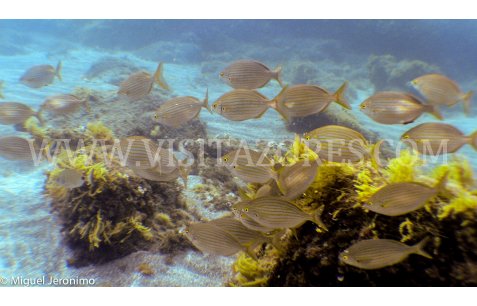 School of Salema porgy in very shallow water
