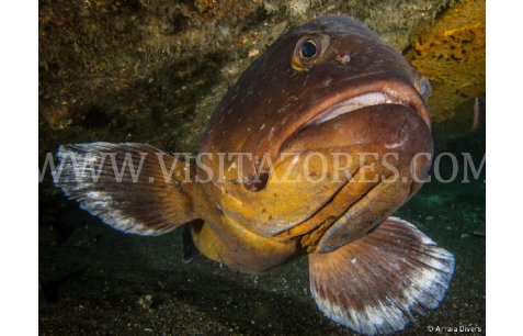 Bob - The Dusky grouper
