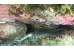 Dusky grouper on cave