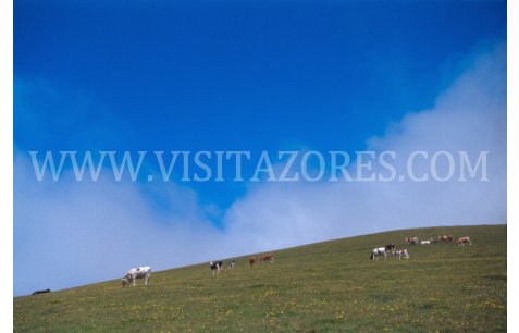 Landscape with typical cows. 