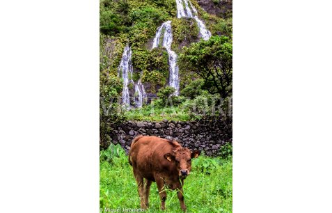 Cow and waterfall