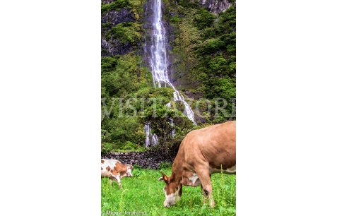 waterfall and cows
