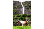Waterfall and horse