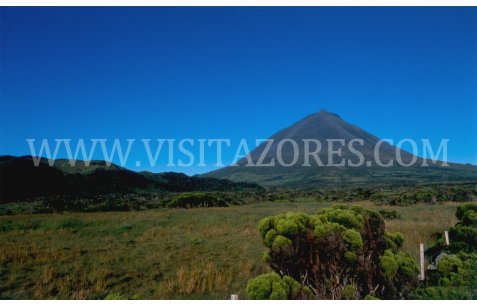 Pico Landscape 