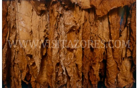 Tobacco leaves drying  