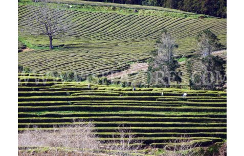 Tea plantations near Maia