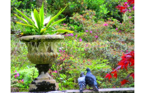 São Miguel - Terra Nostra Park