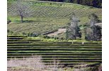Tea plantations near Maia