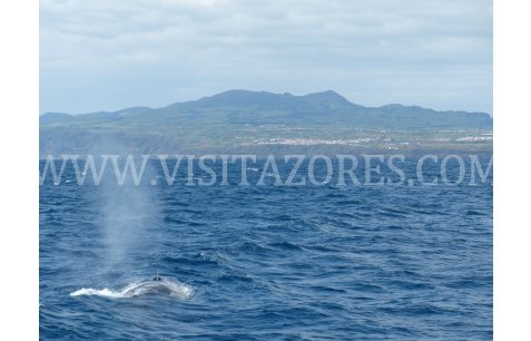 Fin Whale Visiting Azores