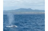 Fin Whale Visiting Azores